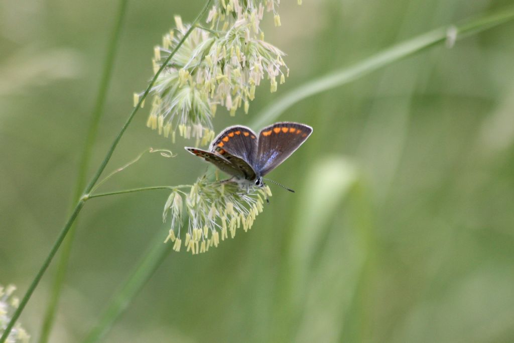 Femmina di Polyommatus icarus? S